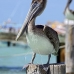 pelican_brown_im_v_0140_mex0370.jpg